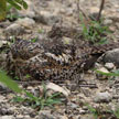 Greater Antillean Nightjar