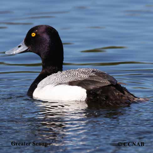 Greater Scaup