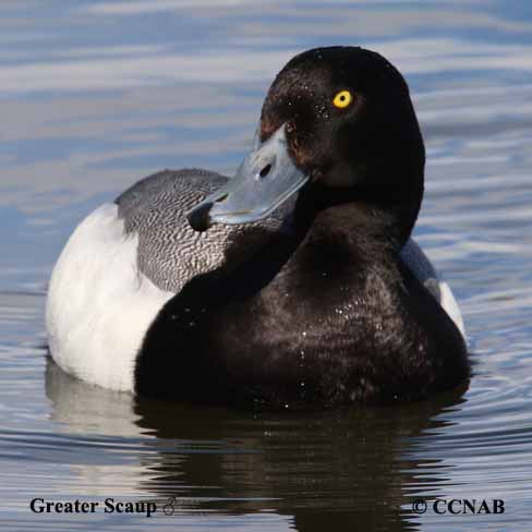 Birds of North America