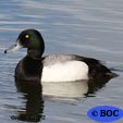 Greater Scaup