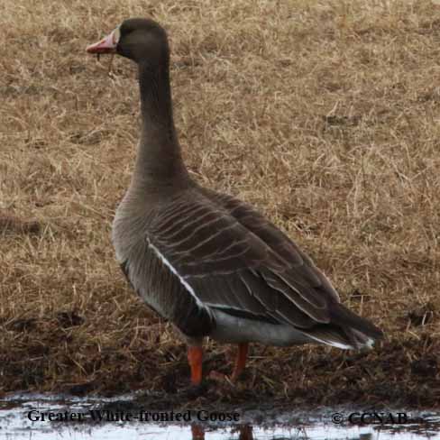 Greater White-fronted Goose