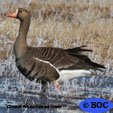 Greater White-fronted Goose