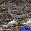 Greater Yellowlegs