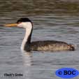 Grebes