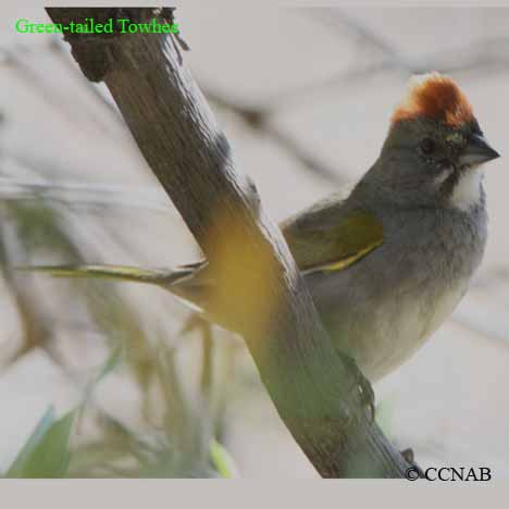 Green-tailed Towhee