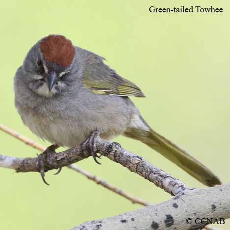 Green-tailed Towhee