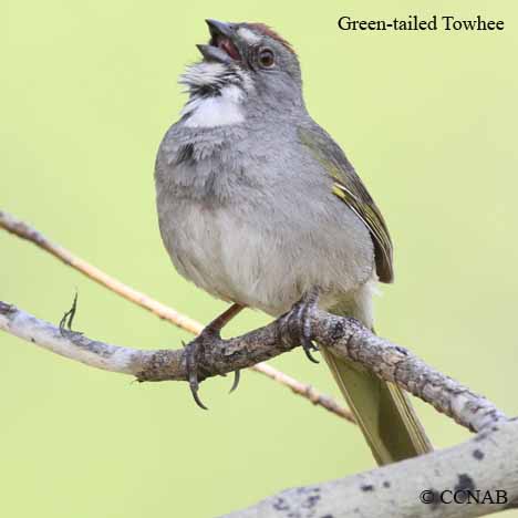 Green-tailed Towhee