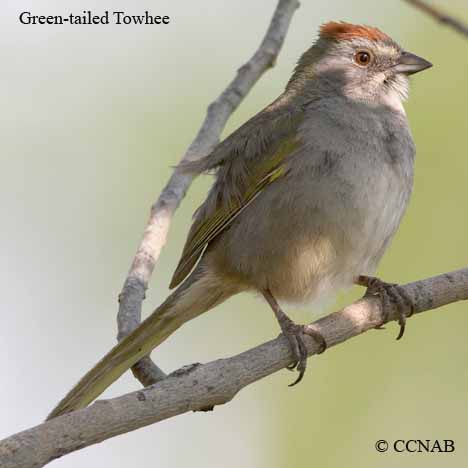 Birds of Cuba