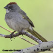 Towhee