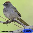 Green-tailed Towhee