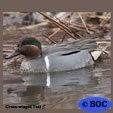 Green-winged Teal