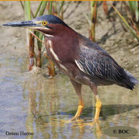 Birds of Cuba