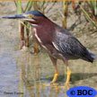 Green Heron