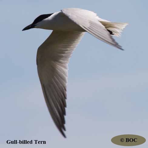 BOC