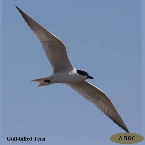 Birds of Cuba