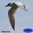 Gull-billed Tern