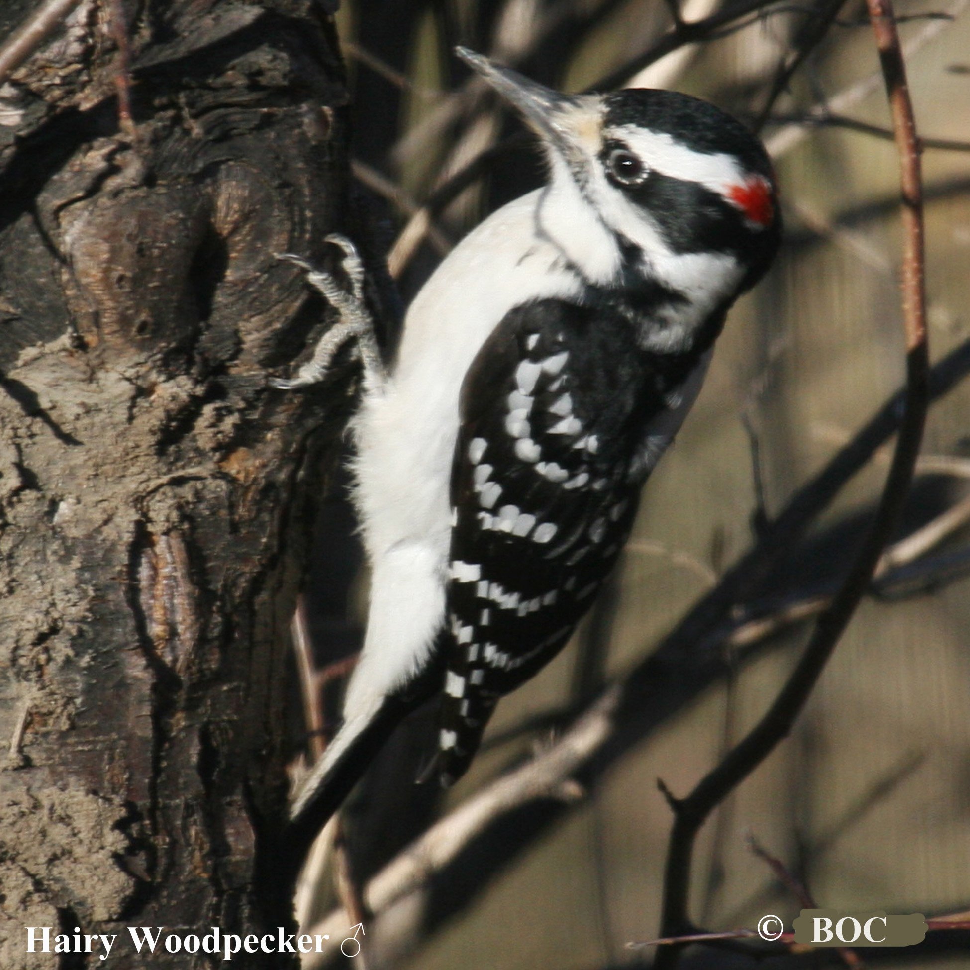 Birds of North America