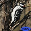Hairy Woodpecker