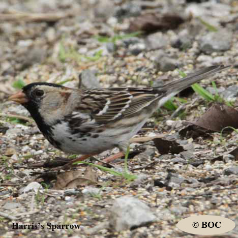 Birds of Cuba