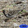 Harris's Sparrow