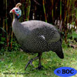 Helmeted Guineafowl