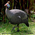 Guineafowl