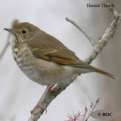 Birds of Cuba