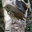 Hermit Thrush