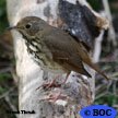 Hermit Thrush