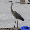 Herons