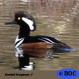 Hooded Merganser