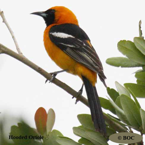 Birds of Cuba