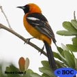 Hooded Oriole