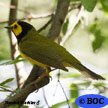 Hooded Warbler