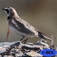 Horned Lark
