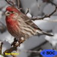 House Finch