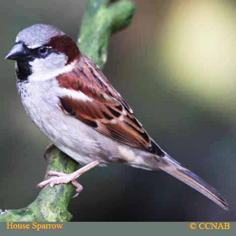 Birds of Cuba