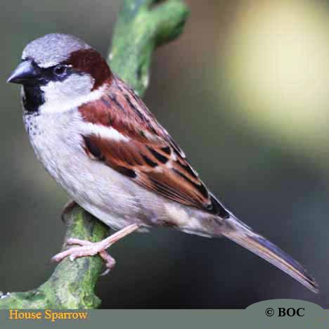 Birds of Cuba