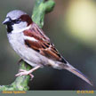 House Sparrow