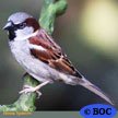 House Sparrow