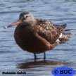 Hudsonian Godwit