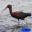 Ibises