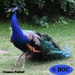 Indian Peafowl
