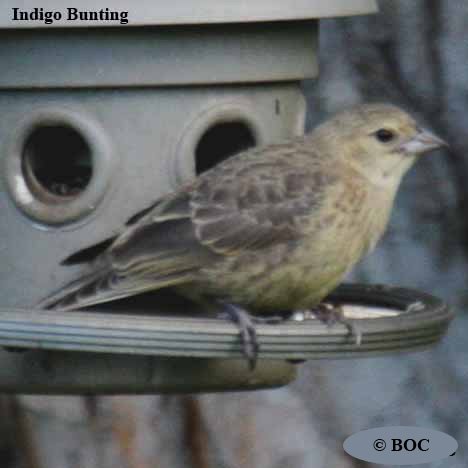 BOC