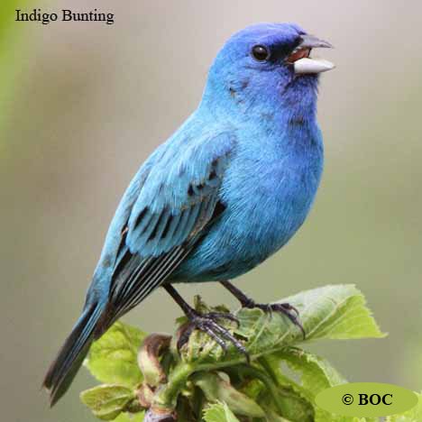 Birds of Cuba