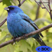 Indigo Bunting