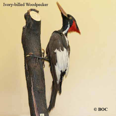 Birds of Cuba