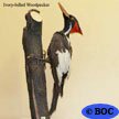 Ivory-billed Woodpecker (e)