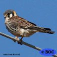 Kestrels