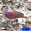 Key West Quail-Dove